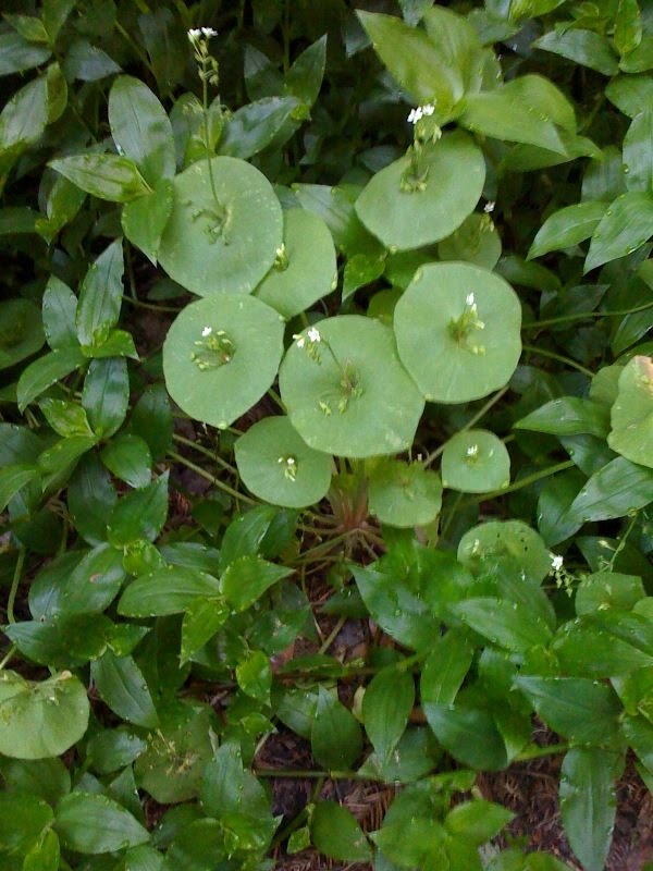 Rainy day flower border on a morning walk