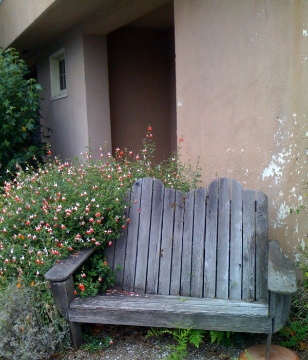 Bleeding hearts and bench